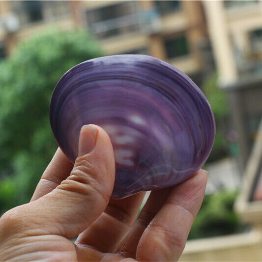 1 Piece Fine Polished Shell Purple Clam Seashells Shells DIY Crafts Decor HH6969