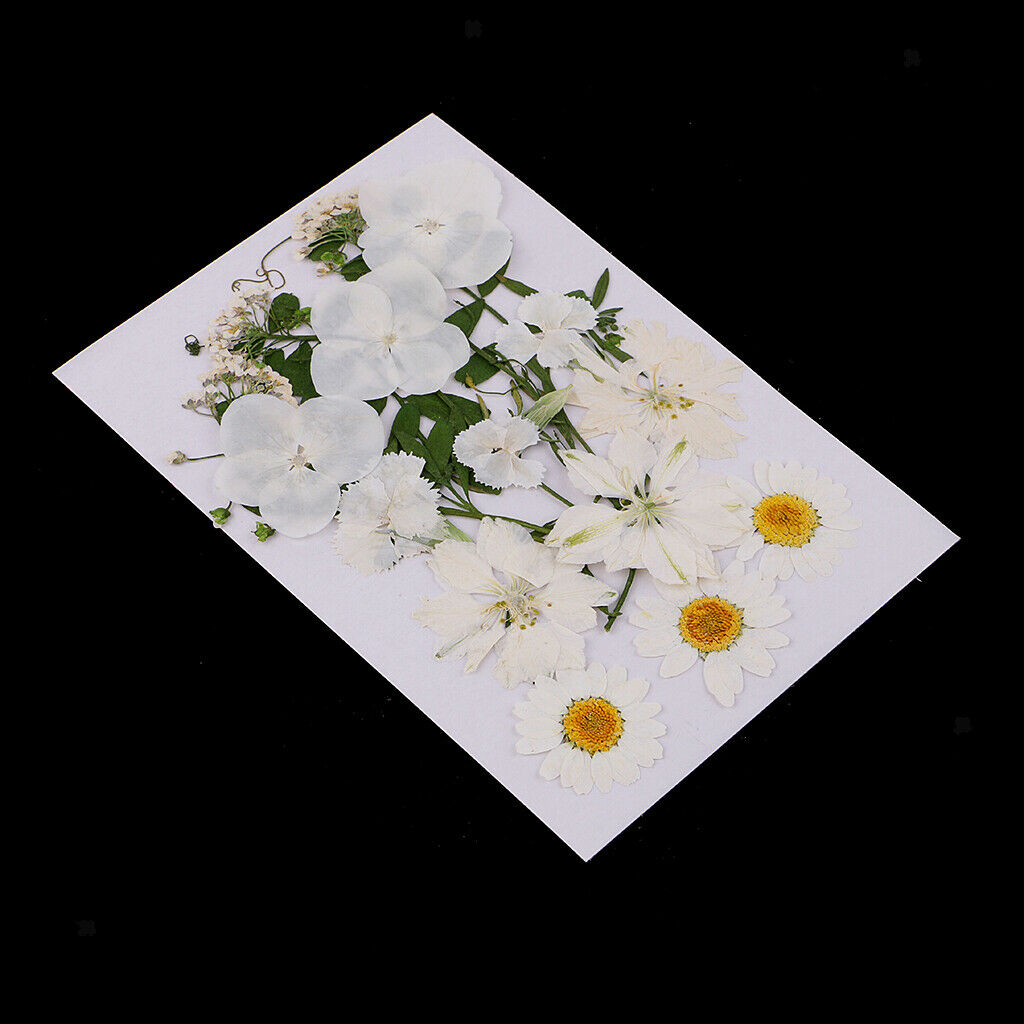 Pack of 2 Bags Assorted Kinds of Dried Flowers Petals Pressed Leaves for DIY