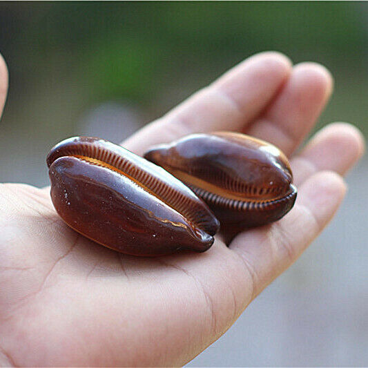 2Pcs Natural Mole Cowrie Conch Seashells Nautical Ornament Decor 5-6cm HH6984