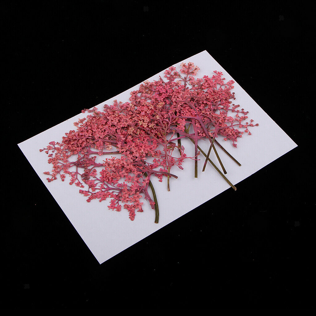12x Natural Pressed Real Dried Flower for Card Making Decoration Pink