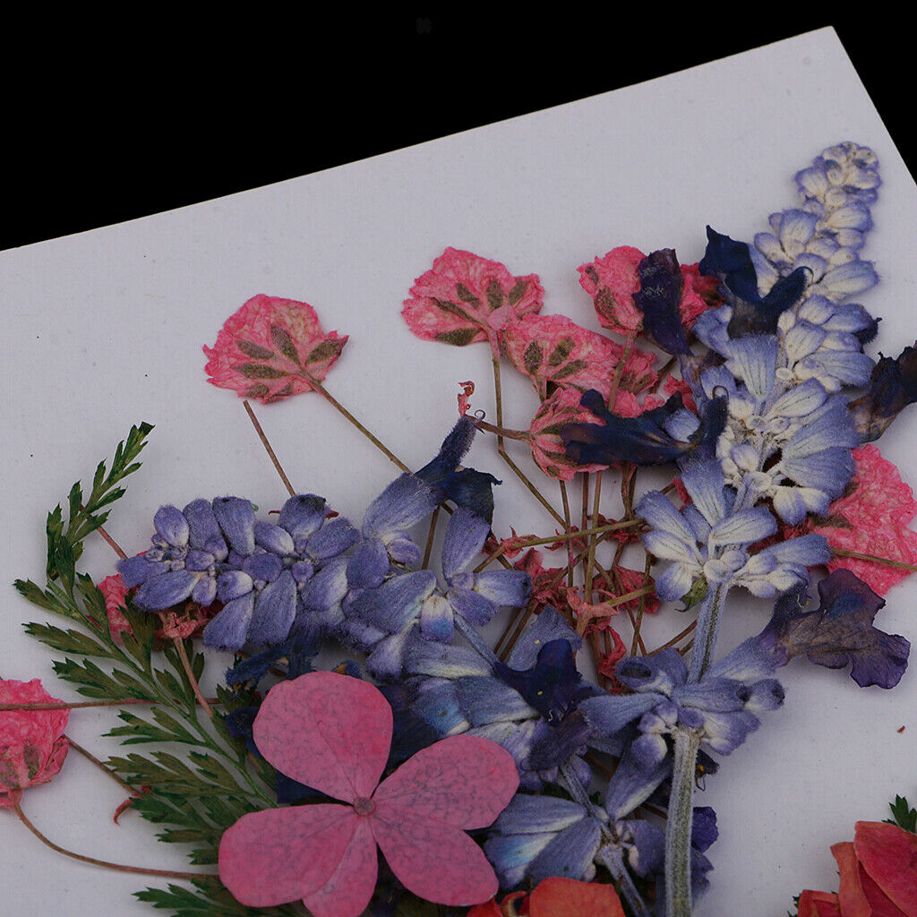 Multiple Natural Real Pressed Dried Flowers Leaves Assorted for Card making