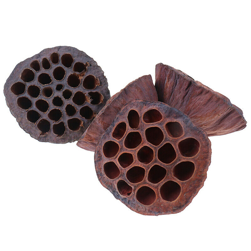 Lotus Natural Dried Flowers Bouquet Branch Decorations Floral for Party H.l8