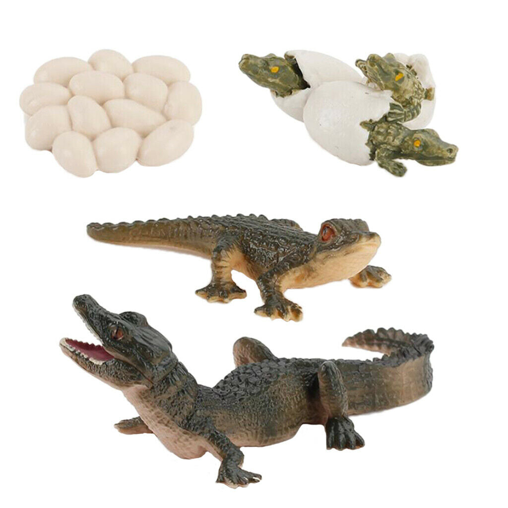 2X Nature Life Cycle Alligator Playset Pre-school Biology Toys Themed Party