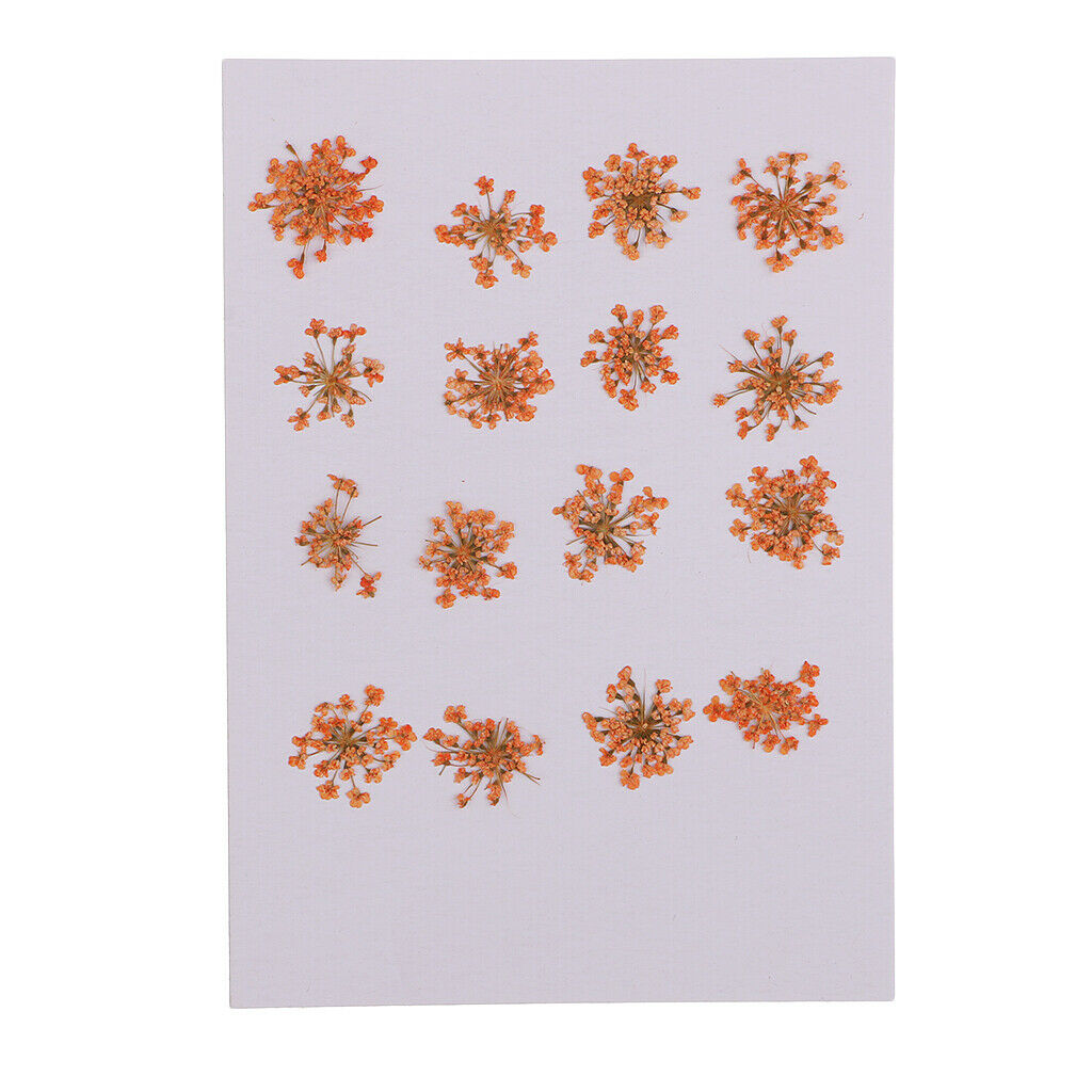 32 Pieces Real Pressed Flowers Dried Flowers for Home Deco Garden