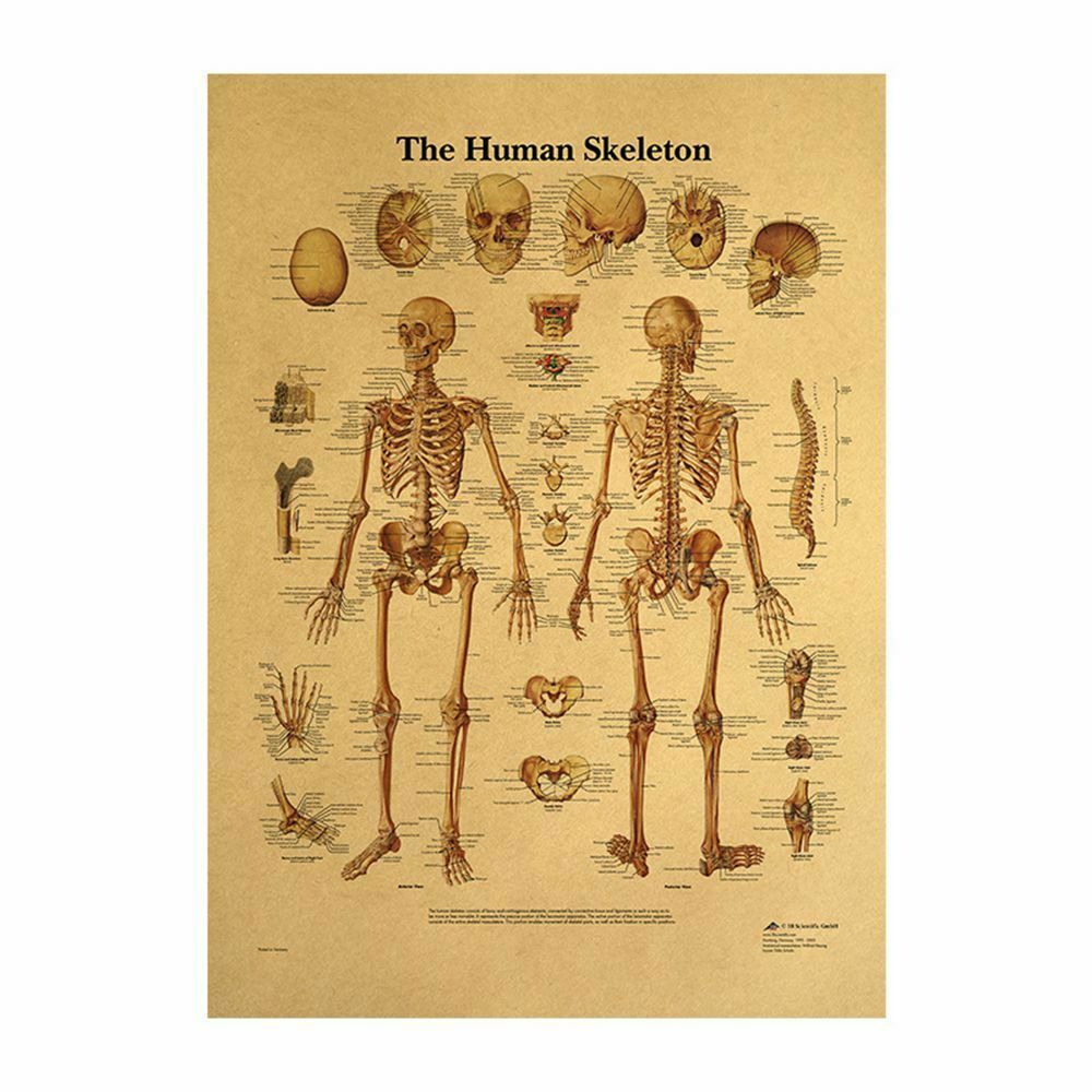 Human Structure Skeleton Musculature Retro Anatomy Picture Kraft Paper Poster