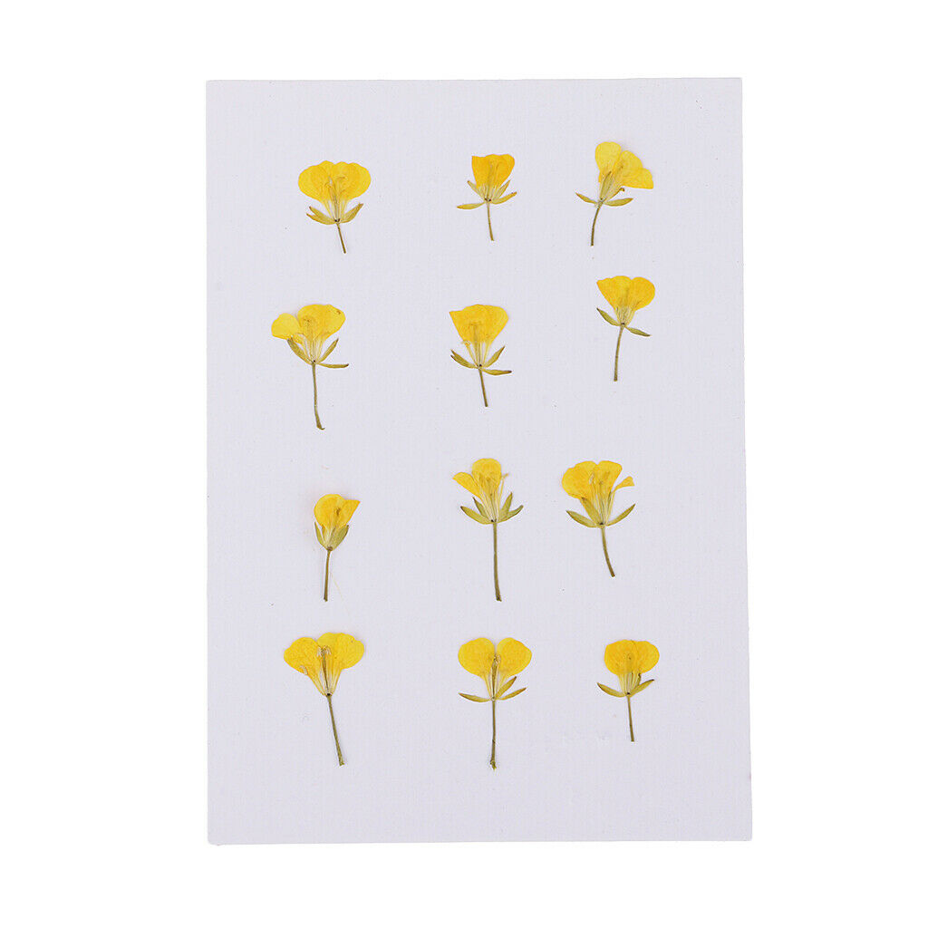 12 Pcs Dried Pressed Flowers Rape Flowers Plant Herbarium for Craft Making