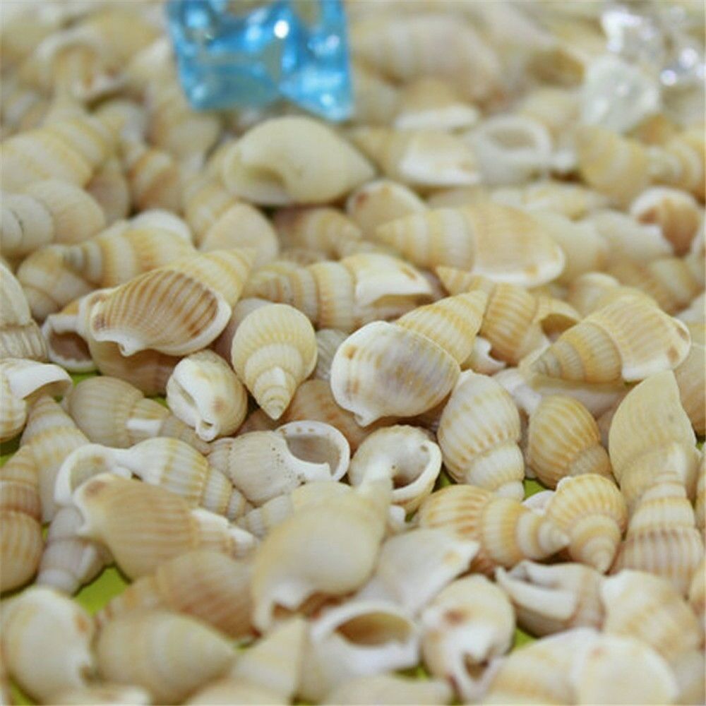 100 pcs Assorted Mini Sea Shells Natural Seashells Spiral Conch DIY Crafts Decor