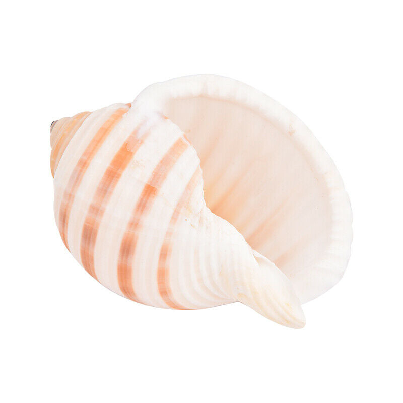 1pc Natural Striped Shell Conch Coral Sea Snail Ornament Landscape DecoratioFCA