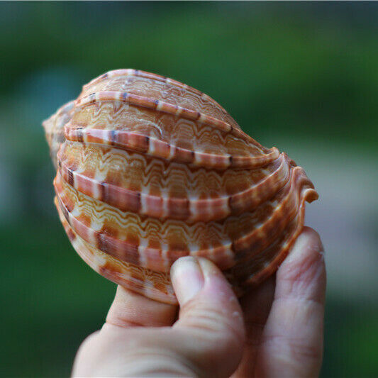1 Pc Natural Conch Shells Harp Conoidalis Seashells Nautical Decor 8-10cm HH6972