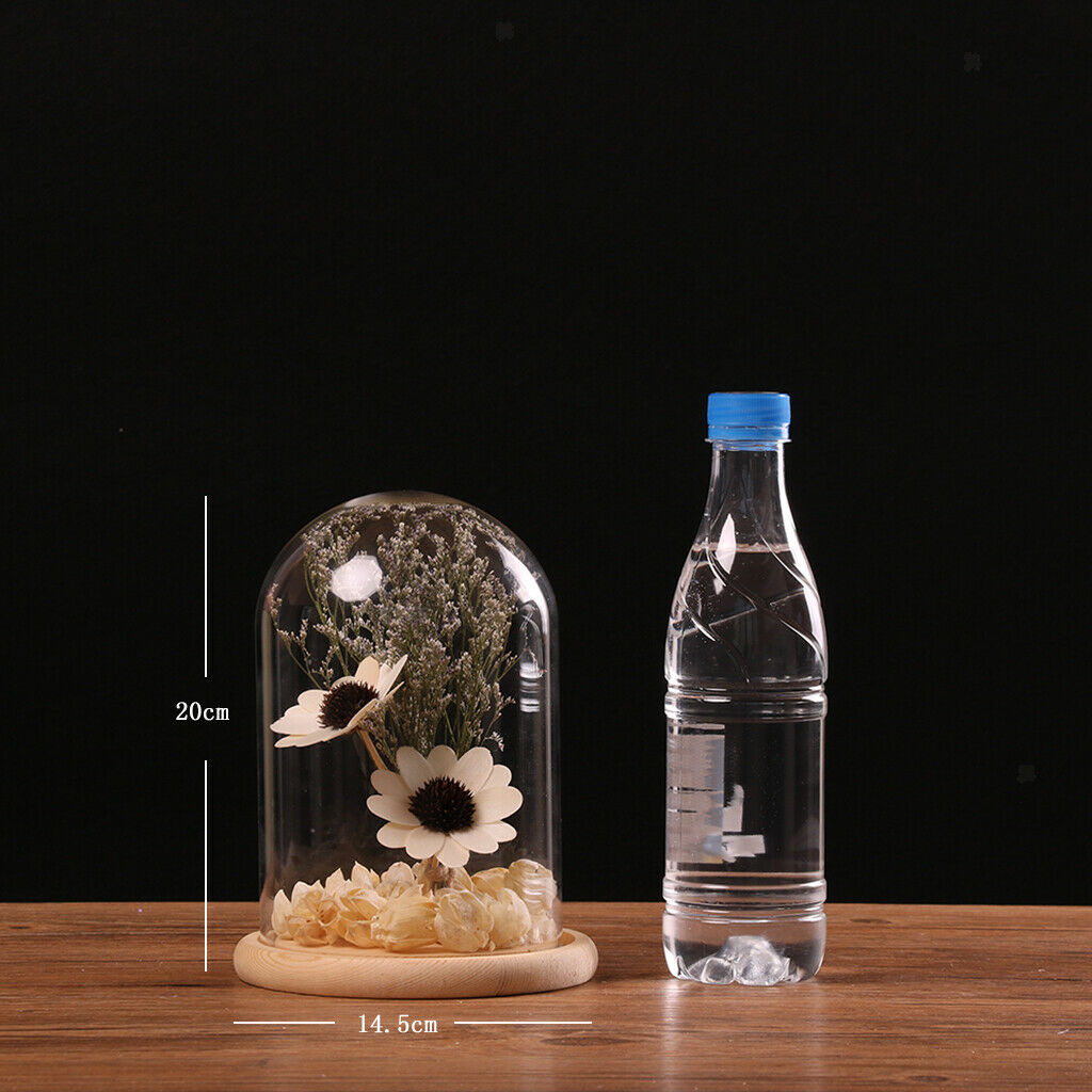 Glass Cover Landscape Vase Pot Terrarium Plant Flowers Decoration #4 12x18