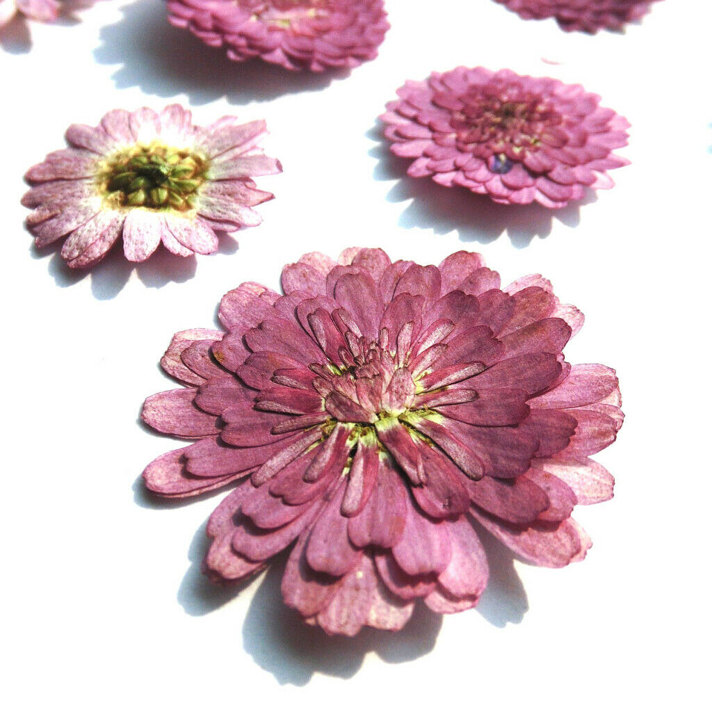 20 Dry Pressed Flower Leaves for Card Making