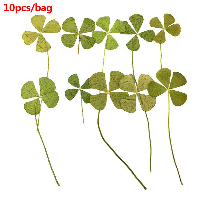 Four Leaves Dried flowers Card Making Scrapbooking Jewelry Furniture Deco.l8