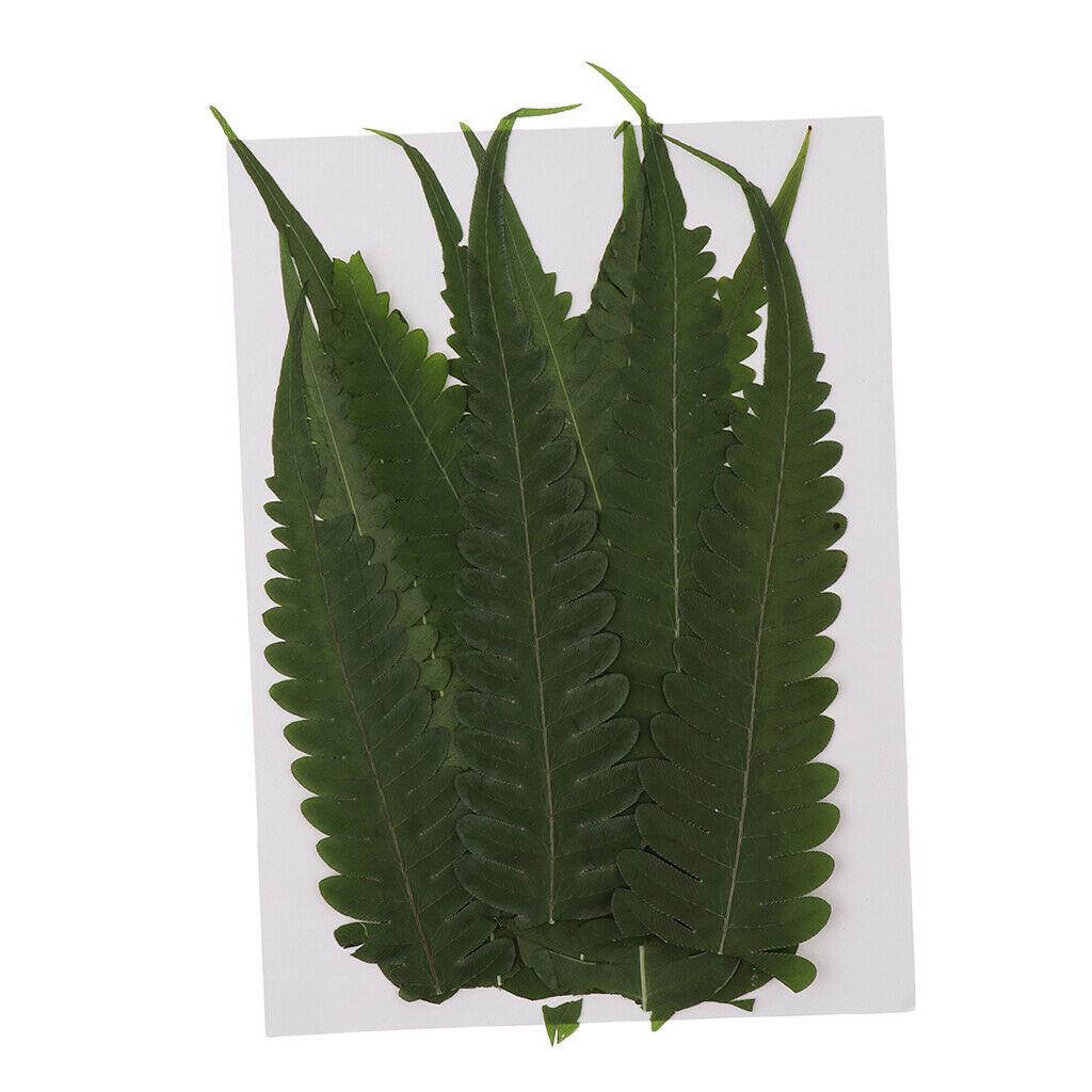 12Pcs Natural Real Dried Fern Leaves Pressed DIY Phone Case Decor Bookmarks