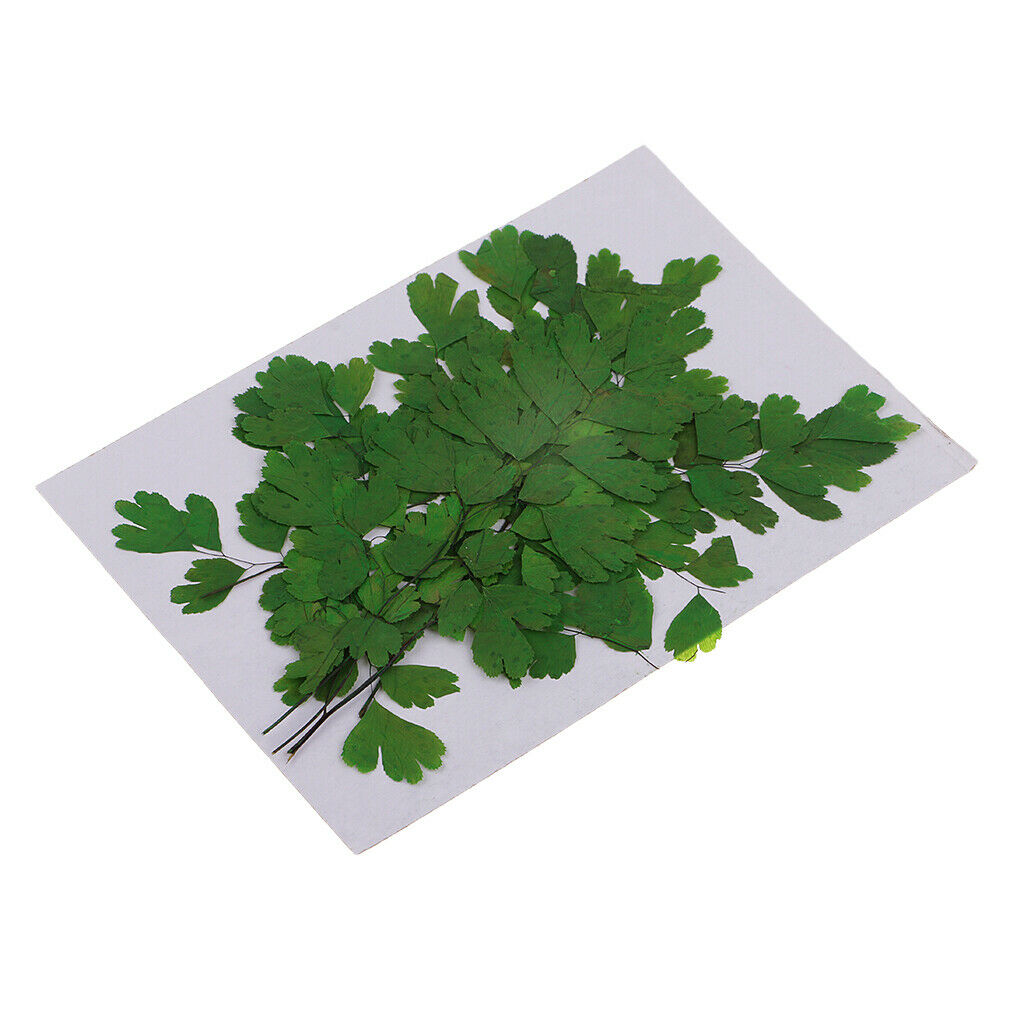 12Pcs Rock Fern Leaves Pressed Press Dried Flower Real Dried Flower Plant