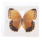 1pc Random Butterfly Specimen Folded Real Insects Wholesale Butterfly Speci Lt