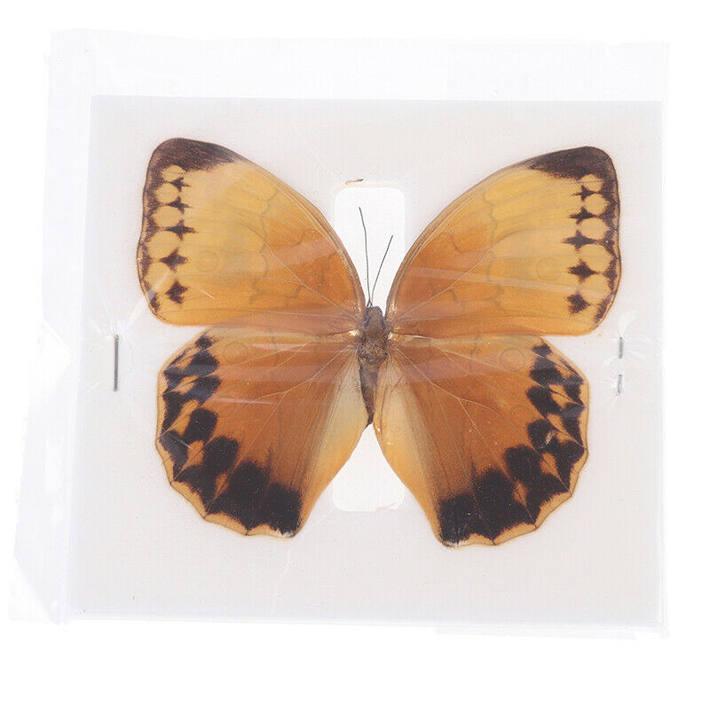 1pc Random Butterfly Specimen Folded Real Insects Wholesale Butterfly Speci Lt