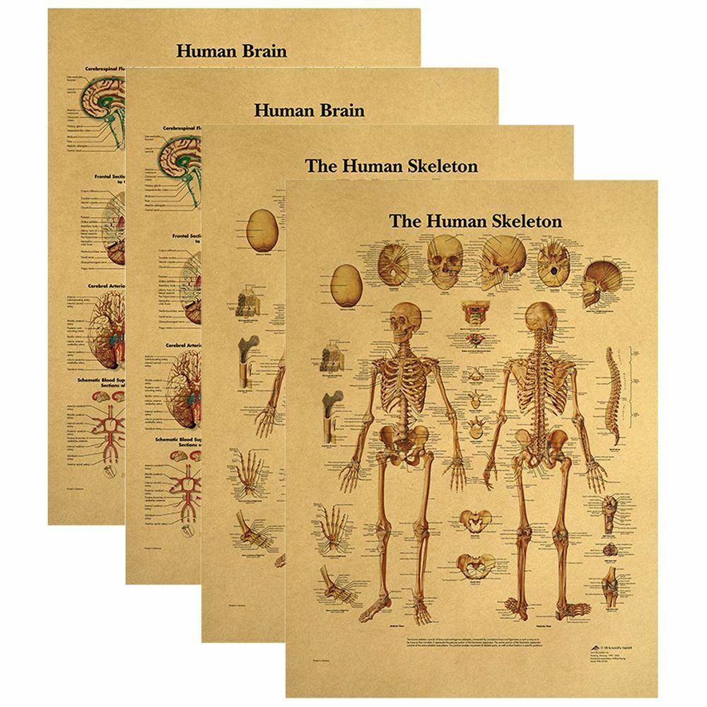Paper Poster Skeleton Musculature Retro Anatomy Picture The Human Structure