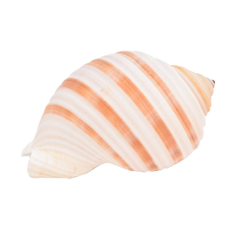 1pc Natural Striped Shell Conch Coral Sea Snail Ornament Landscape DecoratioFCA