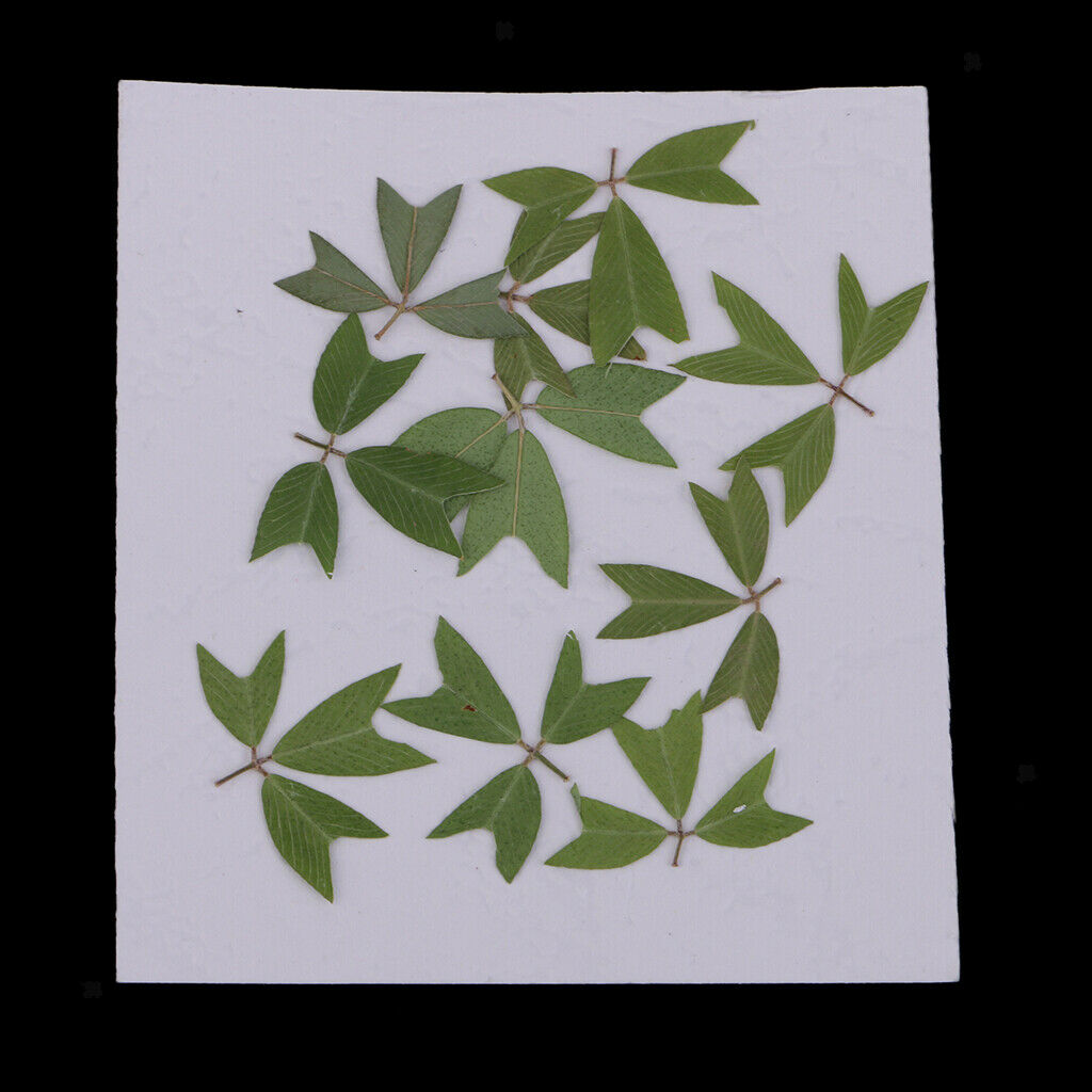10 Pieces Beautiful Pressed Dried Flowers Leaves for Arts Crafts DIY Decor