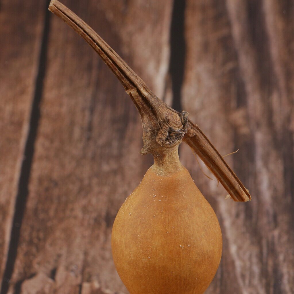 Natural Tiny Real Dried Gourd Ornaments Home Decoration Beaut Paint Gift