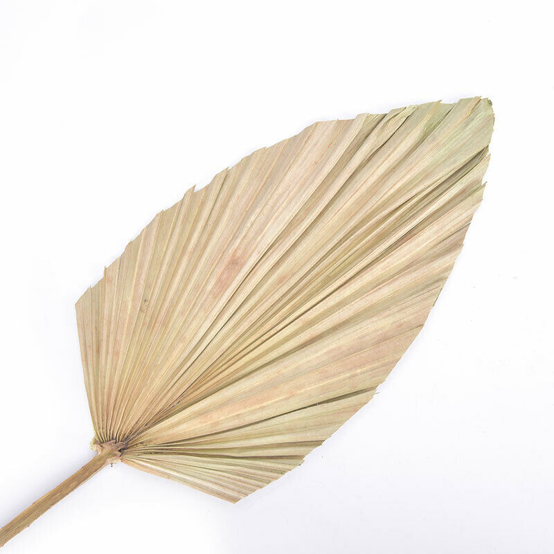 1pc Dried Flower Natural Pu Fan Leaf For DIY Home Shop Display DecorationBDZ TL