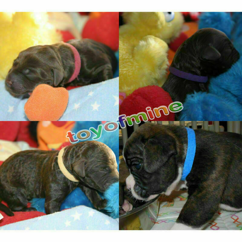 12 Color Resusable Whelping Puppy Kitten ID Collars Soft Bands