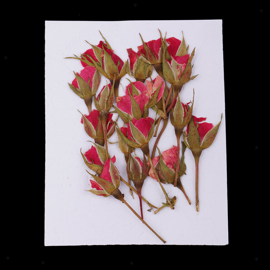 4X Real Dried Flowers Flower Decoration For DIY Art Craft Making Jewelry Making
