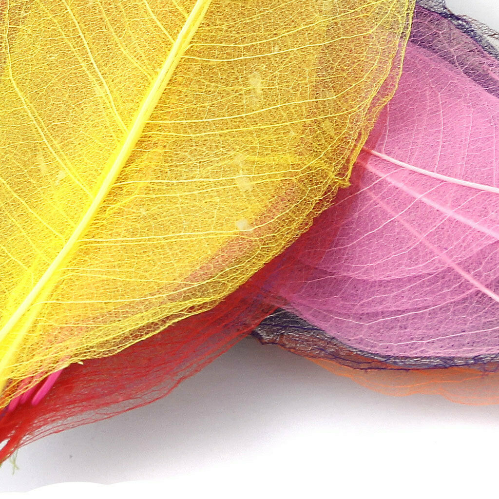 150pcs Natural Magnolia Skeleton Leaf Leaves for Card Making Scrapbooking