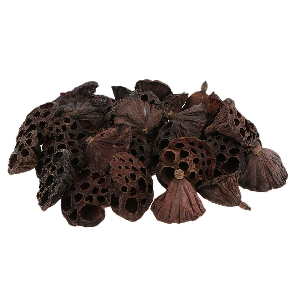 60x Natural Real Dried Lotus Pod For Flower Arrangement Home Decors Rustic