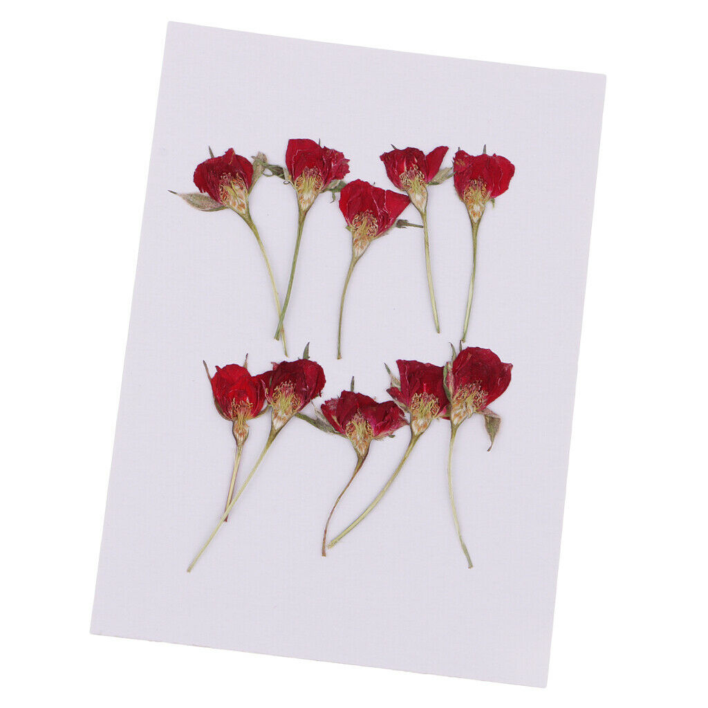 10 Pieces Natural Dried Flower Half Cut Rose Embellishment DIY Phone Case