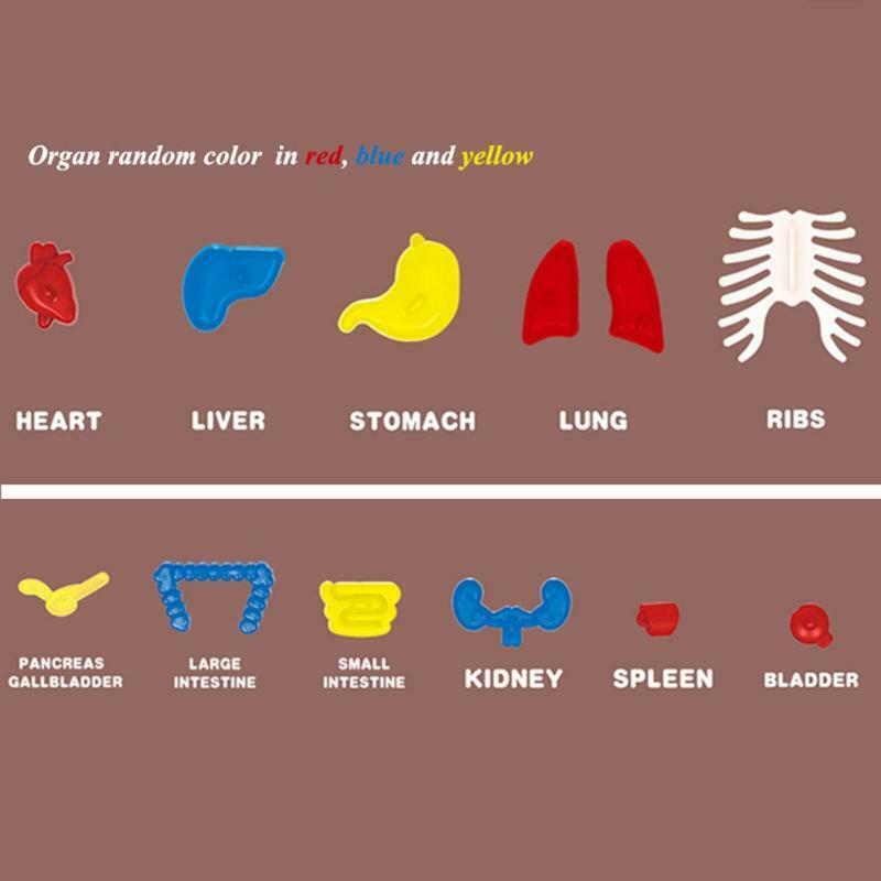 1Set Creative Building Block Human Organ Board Kindergarten Montessori Puzzle