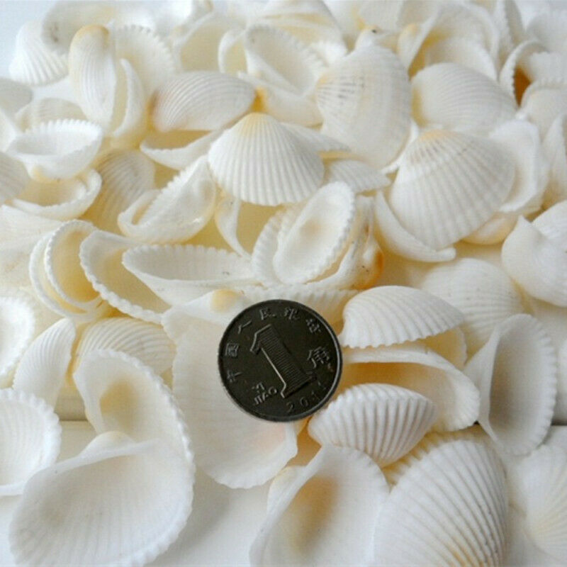 40 pcs Mini Fan Shells Natural Seashells Beach Fish Tank Aquarium Ornament Decor