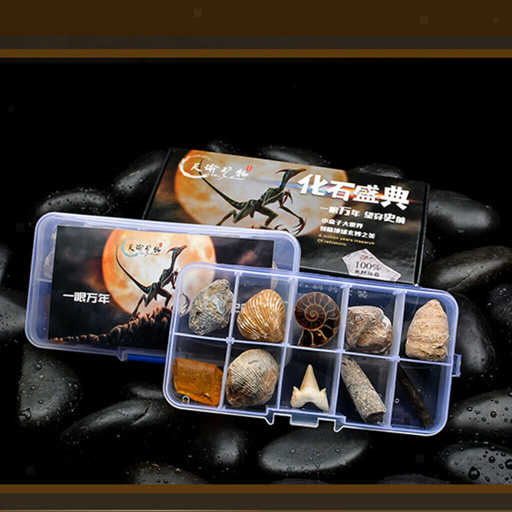 Pack of 10 Teaching Aids for Biology Copies 10 Pieces of Fossils