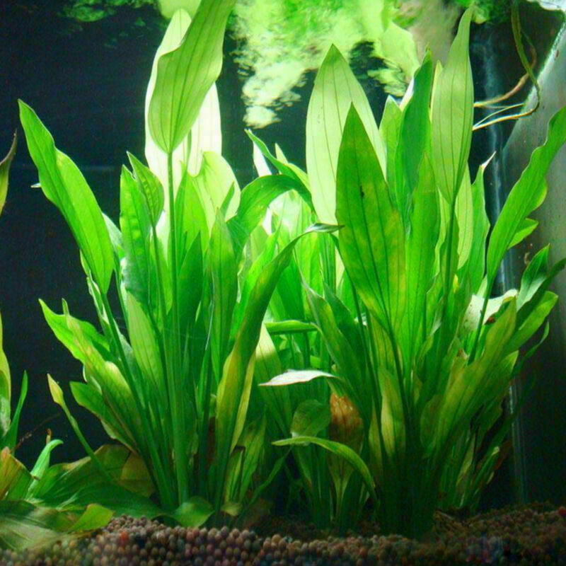 Aquarium Fish Tank Artificial Plastic Water Grass Green Plant Ornament Decor New