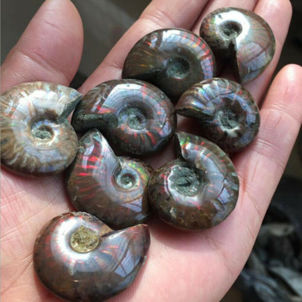 100% Natural Iridescent Ammonite Ammolite Facet Specimen Madagascar Stone Gifts