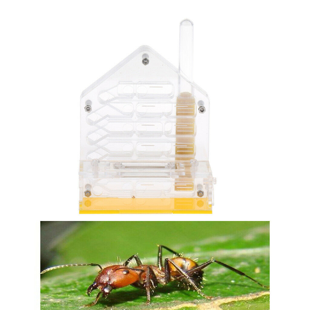 Safe & Reliable Ant Transparent 4x2x5 inch Feeding Box Formicarium
