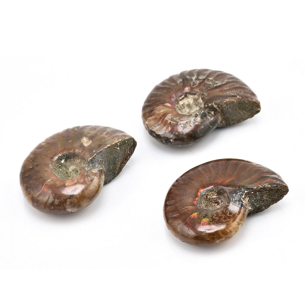 Natural Iridescent Ammonite Ammolite Facet Specimen Fossil Madagascar Hot AU
