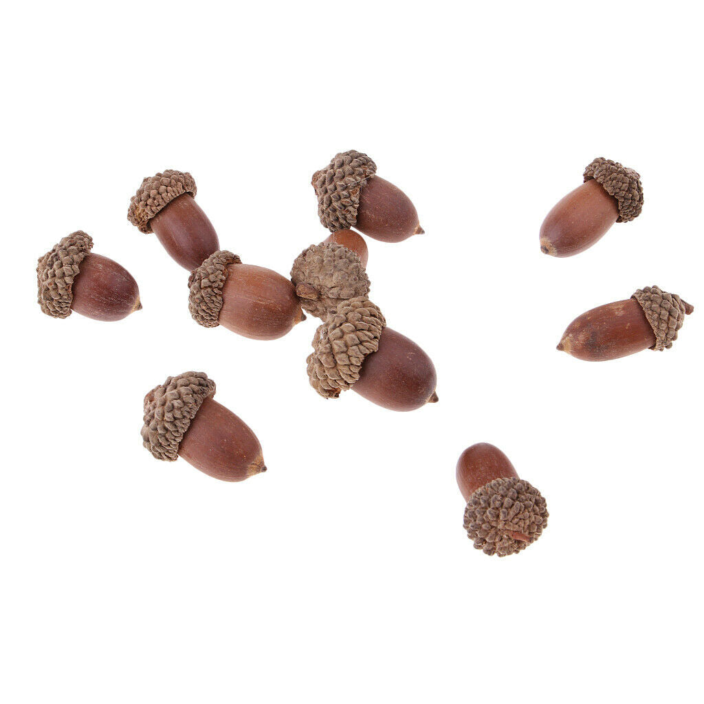 10x Natural Rustic Acorn Premium Rubber Chestnut Wreath Embellishments