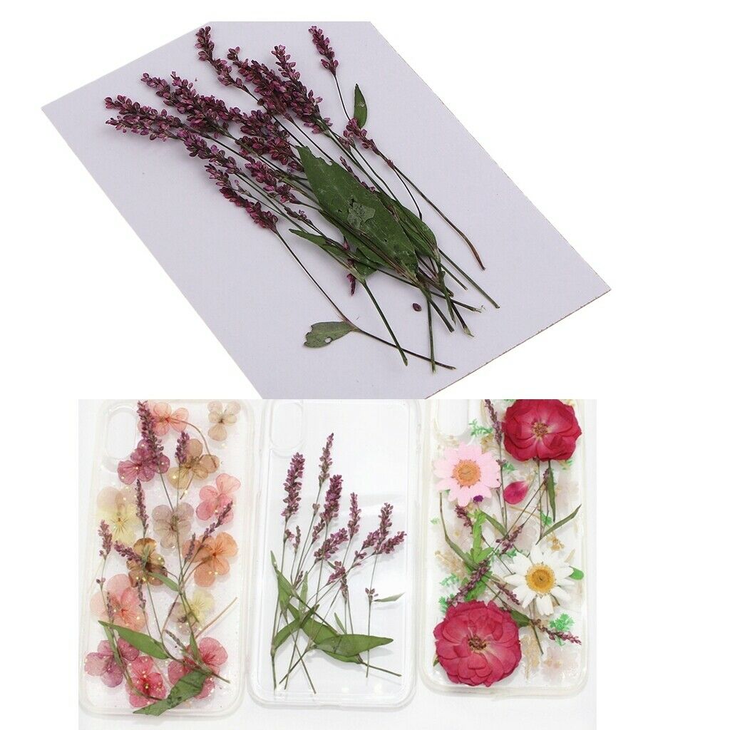 Blesiya 12Pcs Real Pressed Leaves Dried Flowers DIY Scrapbooking Phone Craft