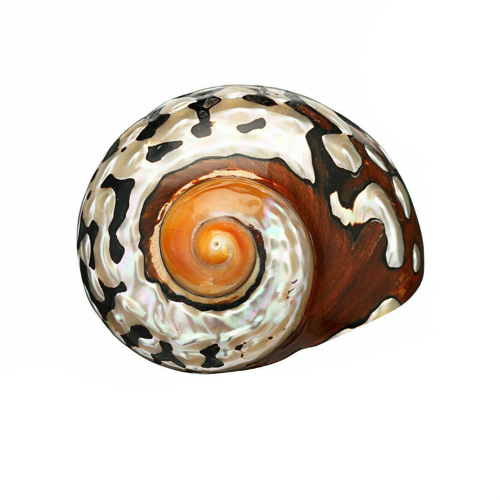 Natural African Turban Sea Shell Coral Conch Snail Home Fish Tank Aquarium Decor