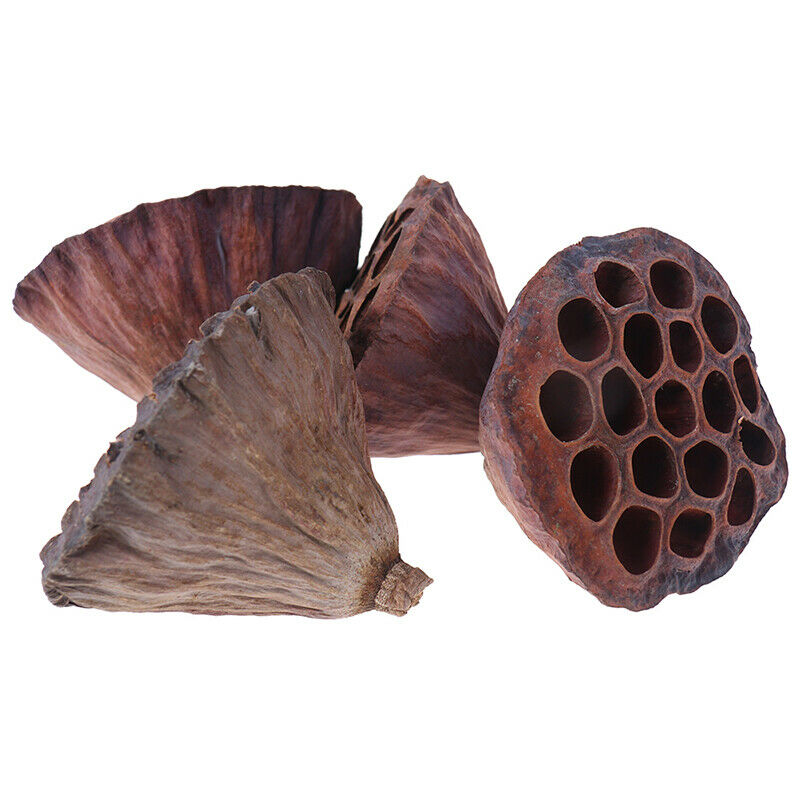Lotus Natural Dried Flowers Bouquet Branch Decorations Floral for Party H.l8