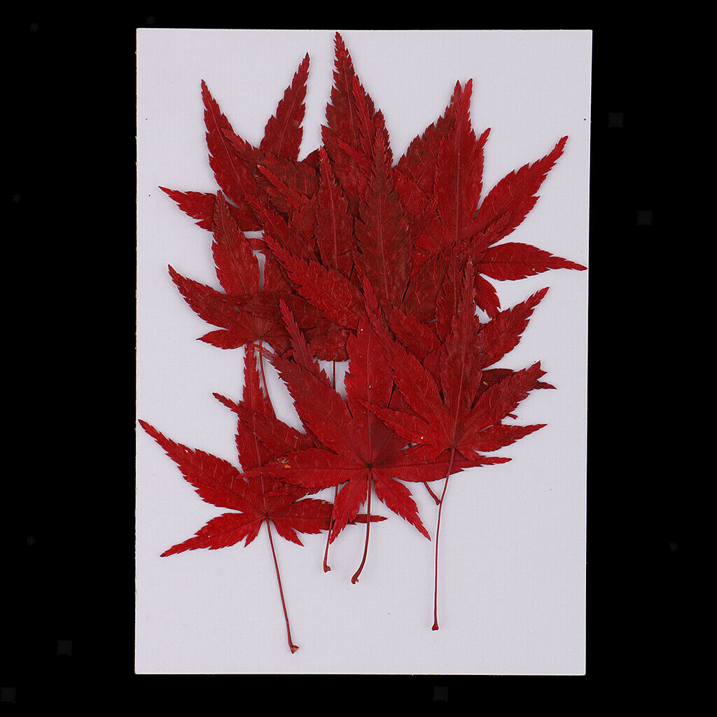 12x   Real   Dried   Flower   Leaves   Red   Maple   Leaf   for   DIY   Craft