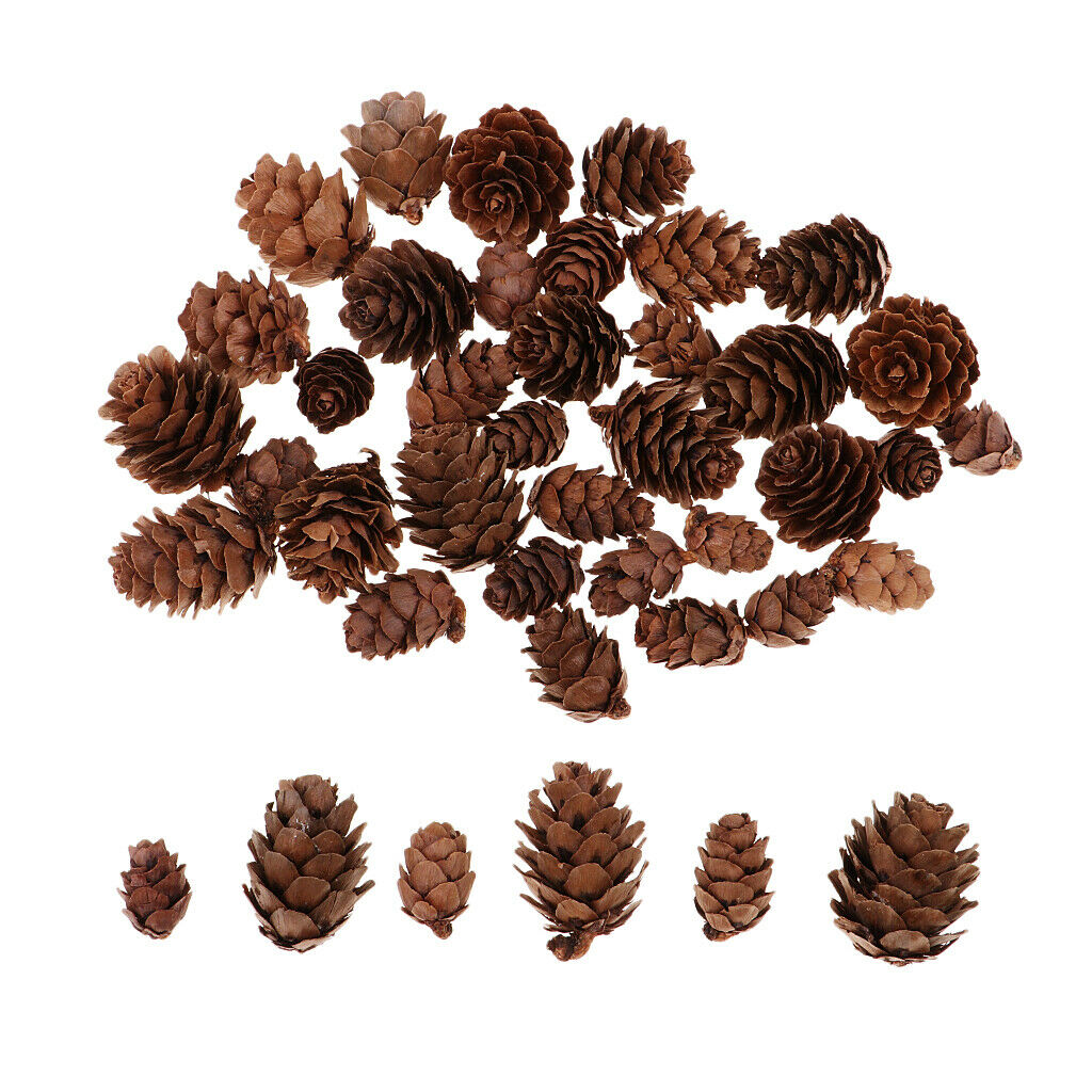 Lots 50x Pine Cones Rustic Pinecones Wedding Wreath Embellishments Crafts