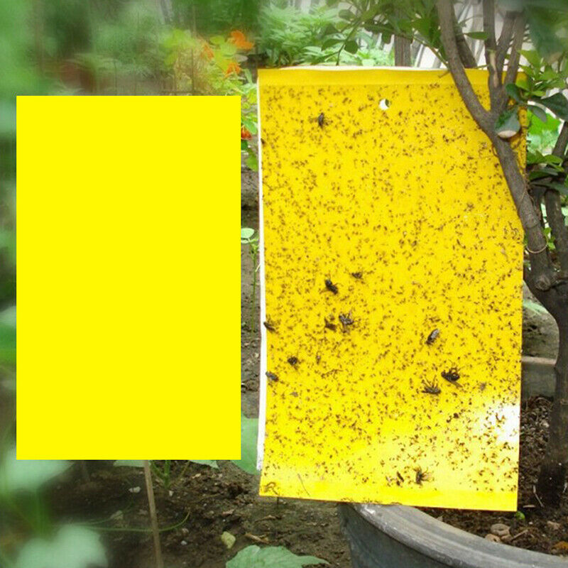 10x15cm 10X fly glue trap anti moustique aphids white flies fruit fly catcheBDA