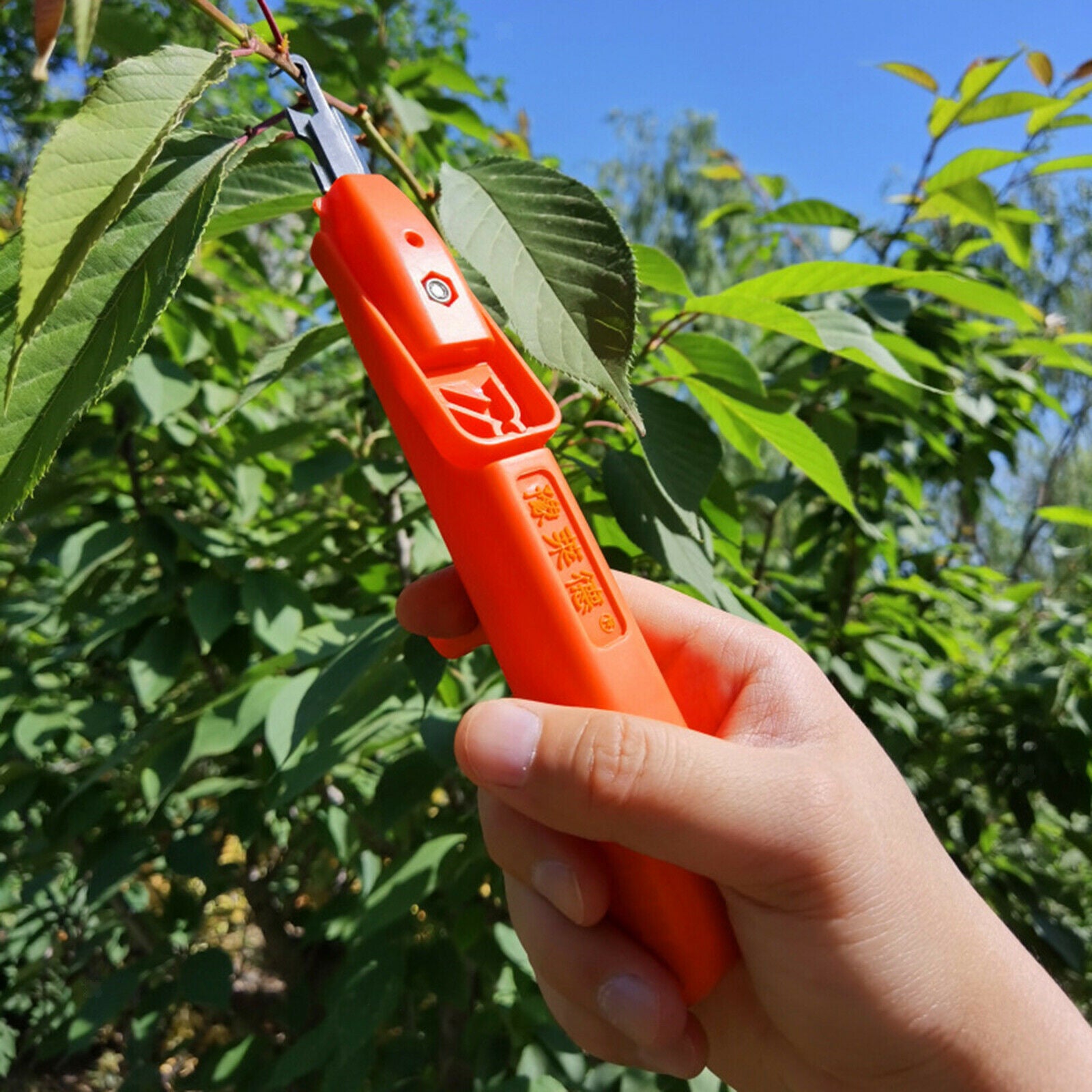 Small Fruit Picking Pepper Flower Branch Scissors Pruner Tools Portable