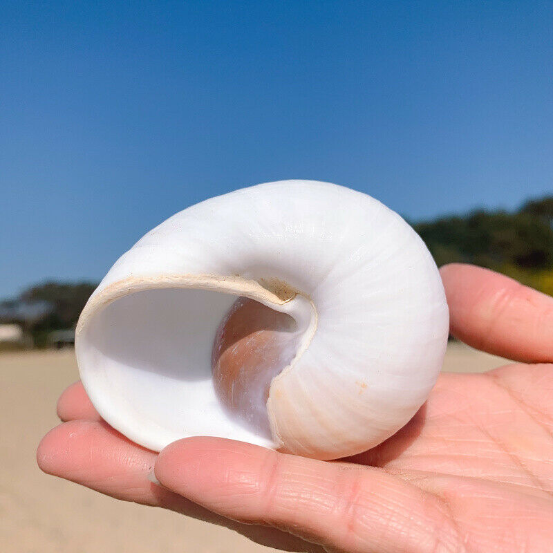 Natural Bread Snail Shells Hermitage Crab Replacement Conch Ornaments 7-8CM