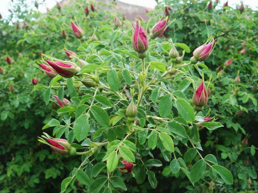 Organic Red Rosebud Rose Buds Flower Floral Herbal Dried Health Chinese Tea