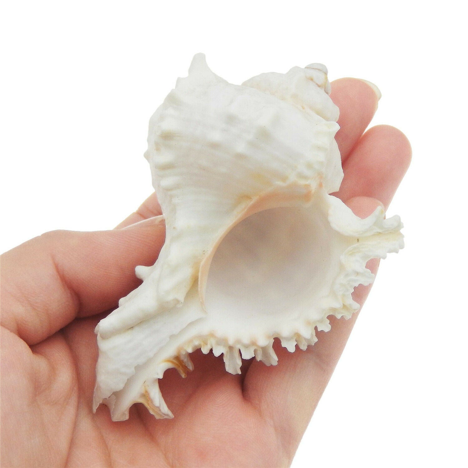 1 Piece Natural Shells 6 - 7 cm Snail Conch Ramose Murex Seashell Nautical Decor
