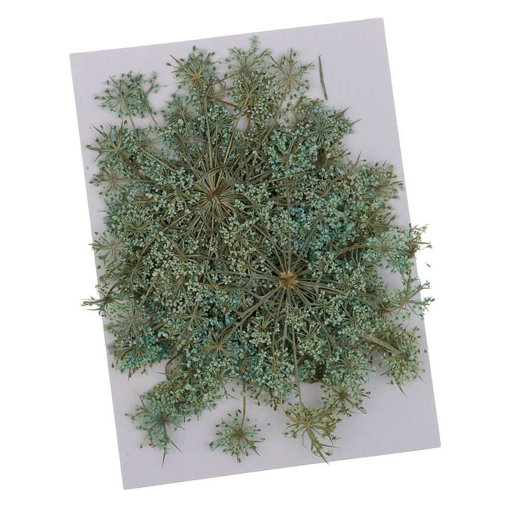 24x Pressed Dried Flower Real Carrot Flower for Candle Making Craft 4 Colors