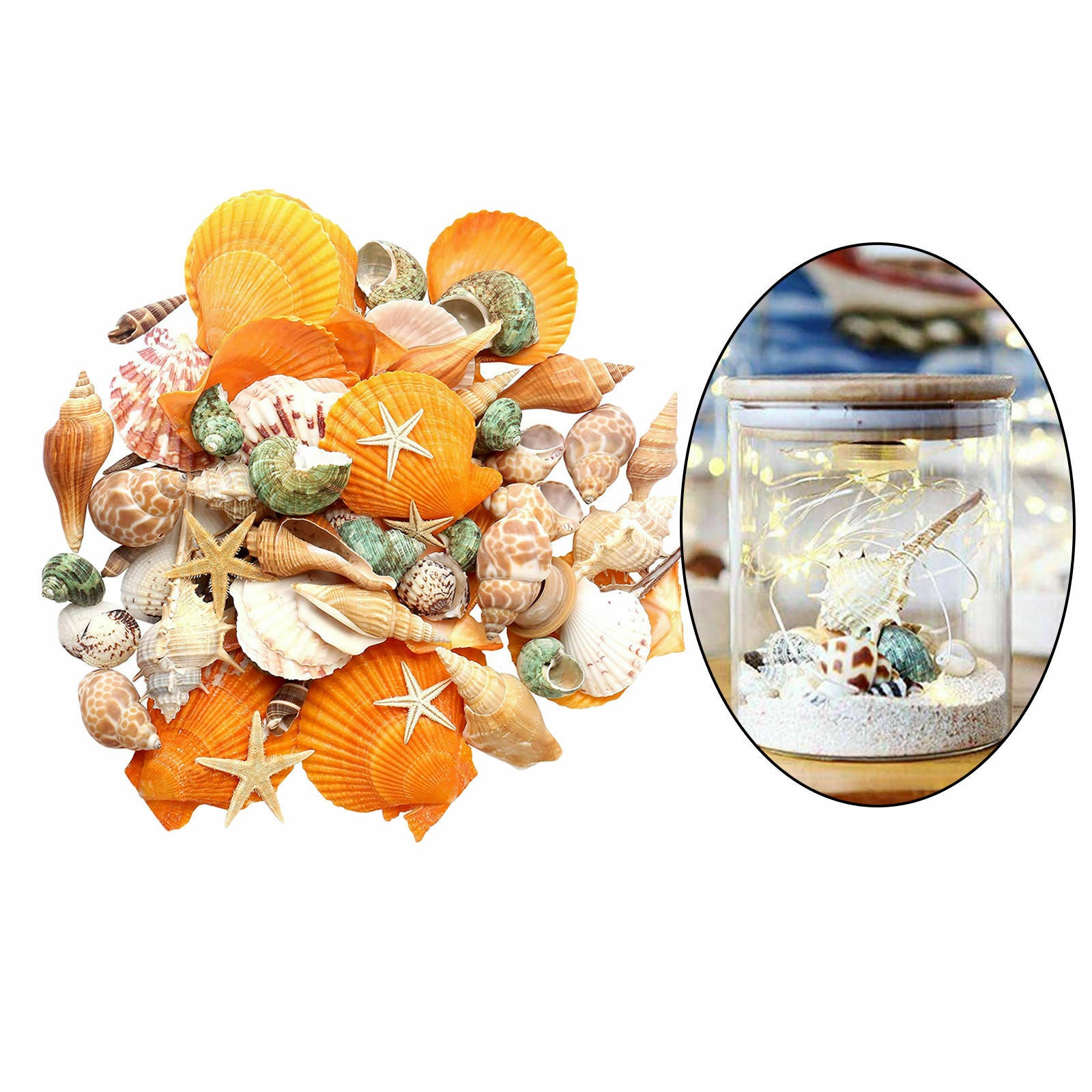 Aquarium Terrarium Natural Seashells Fishing Tank Decor View Accessories